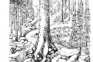 ilustrace a text knihy Lesy klatovského Pošumaví