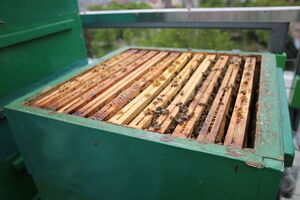 Včely na střeše NZM Praha 