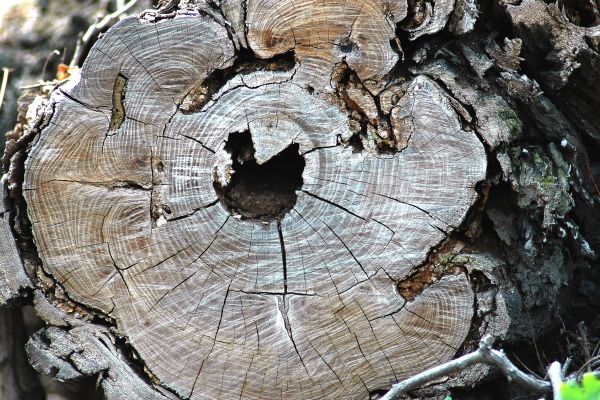 Letokruhy – kronika života stromů