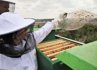 Včely všemi smysly, exkurze do včelího úlu