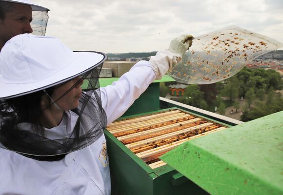 Včely všemi smysly, exkurze do včelího úlu