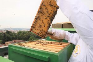 Včely na střeše NZM Praha 