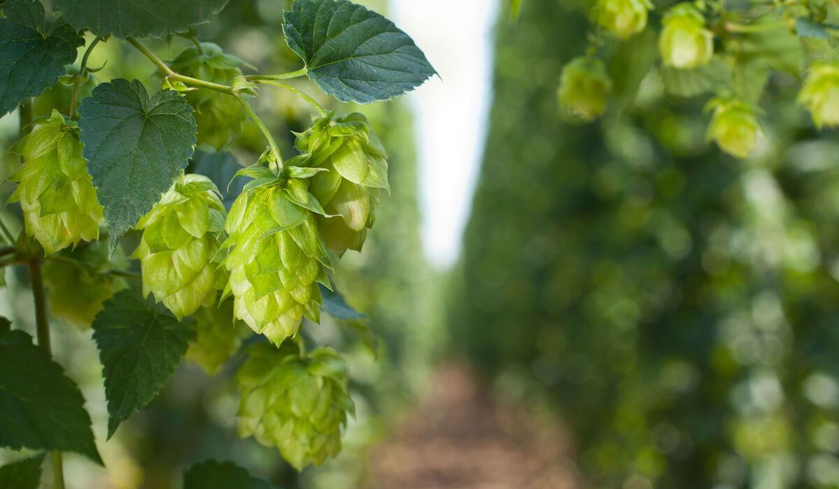 Žatec and the Landscape of Saaz Hops