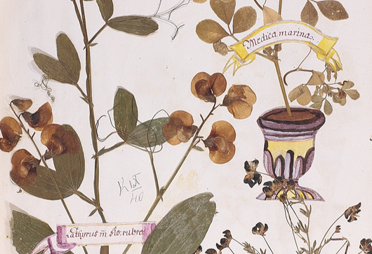 Hrachor hlíznatý ⁕ Lathyrus tuberosus