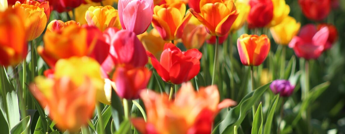 Jaro / Cyklus ročních období v přírodě Lednicko-valtického areálu