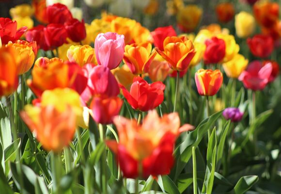 Jaro / Cyklus ročních období v přírodě Lednicko-valtického areálu