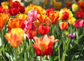 Muzeum kvete / Tulipány