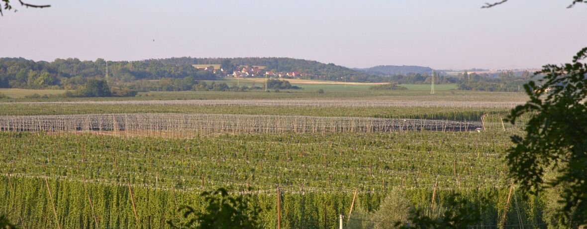 CHMEL O PÁTÉ / první část: Podívej, roste to tady všude