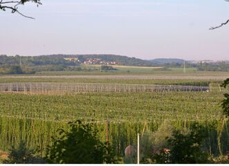 CHMEL O PÁTÉ / první část: Podívej, roste to tady všude