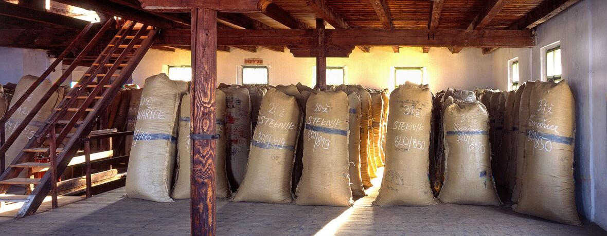 Nejmenší chmelnice světa, Žatec. Zdroj: Autor: AHZ, CC BY-SA 3.0, https://commons.wikimedia.org/w/index.php?curid=4272238