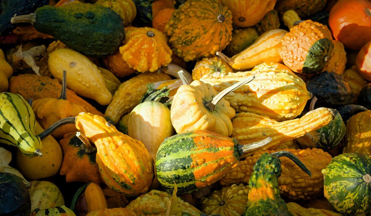 Výstava Dýně, cukety, patisony a cibuloviny