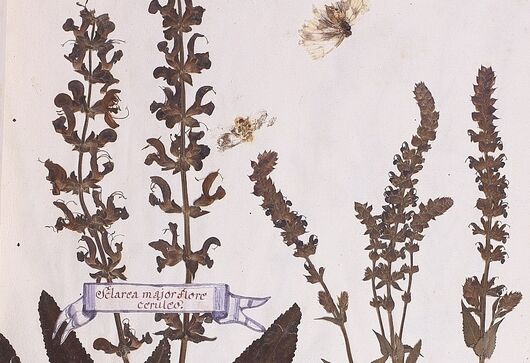 Šalvěj luční ⁕ Salvia pratensis