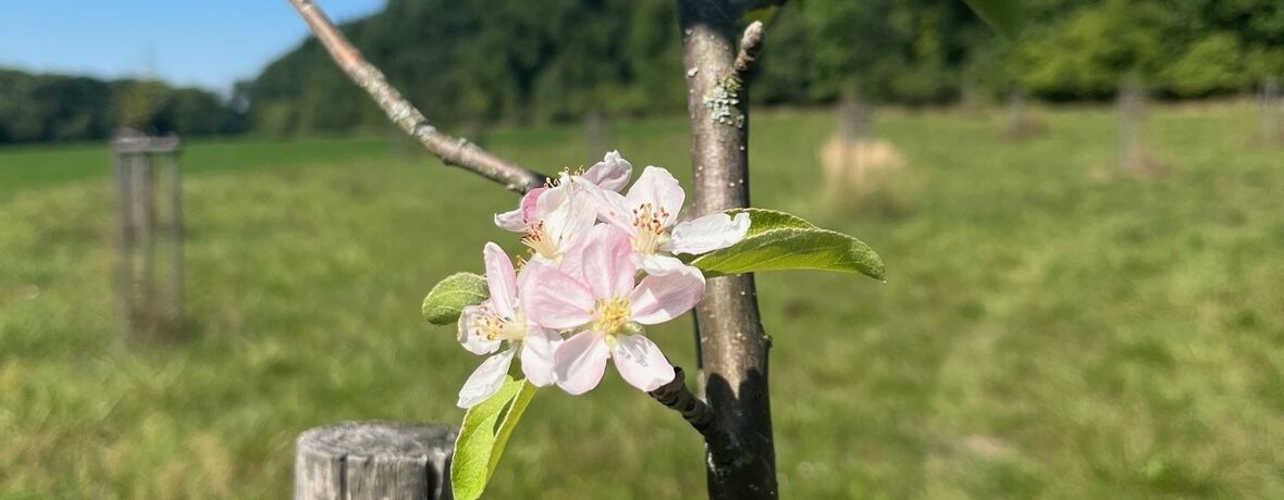 Výchovný řez ovocných stromů