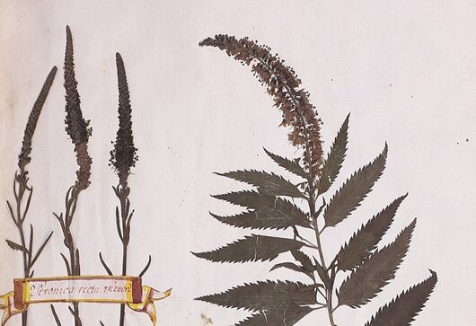 Rozrazil klasnatý ⁕ Veronica spicata