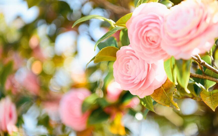 ZÁŽITKOVÝ PŘEDNÁŠKOVÝ CYKLUS MUZEUM KVETE / začínáme již v úterý 10. března 