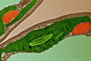 chloroplast