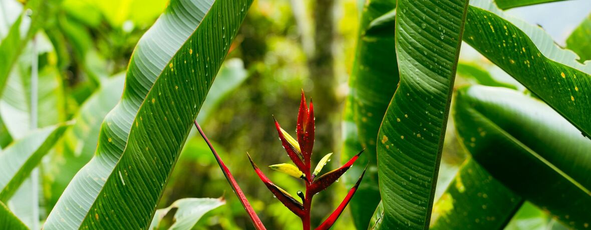 Muzeum kvete / Exotická návštěva na letních záhonech