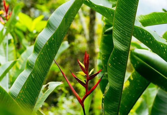 Muzeum kvete / Exotická návštěva na letních záhonech