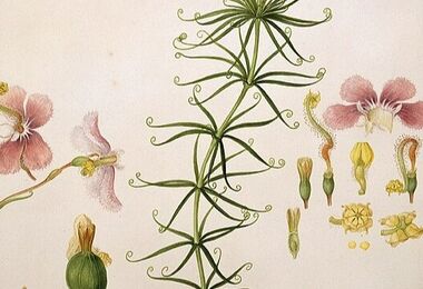 Bratři Bauerové, rodáci z Valtic