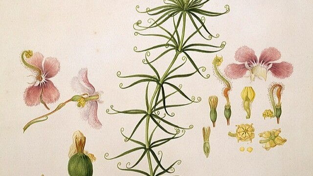 Bratři Bauerové, rodáci z Valtic