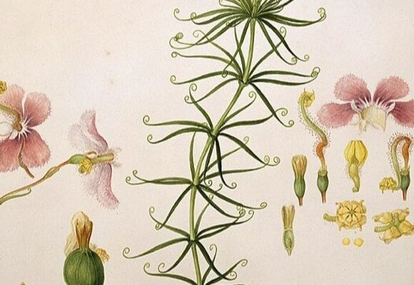 Bratři Bauerové, rodáci z Valtic