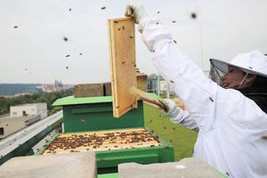 O včely na střešní terase NZM Praha se starají včelaři z projektu Včely na střechách.