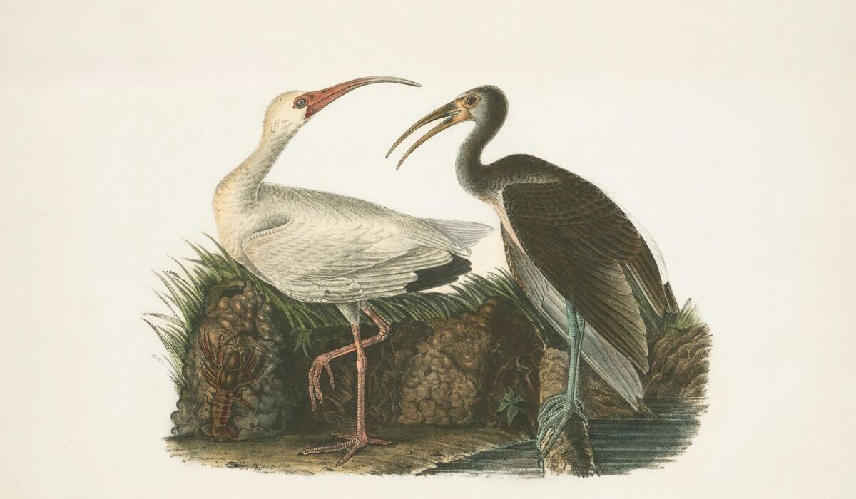 Výstava Příroda v ilustraci 2026