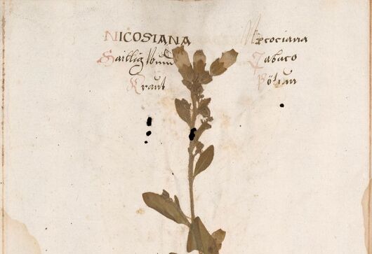 Tabák selský ⁕ Nicotiana rustica