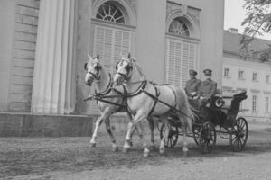Dvojspřeží kladrubských hřebců v parku na zámku Kačina dne 3. 10. 1957. Autor fotografie Ing. František Šach, zdroj podsbírka NZM Fotoarchiv.