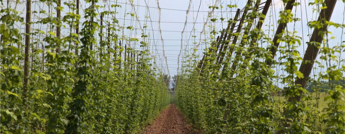 CHMEL O PÁTÉ / druhá část: Já už vidím konec řádku