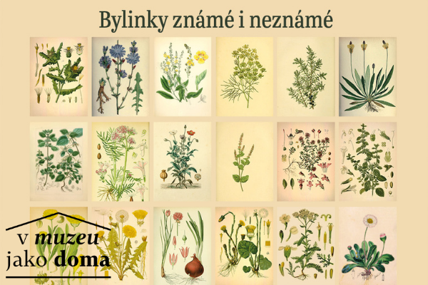Bylinky známé i neznámé