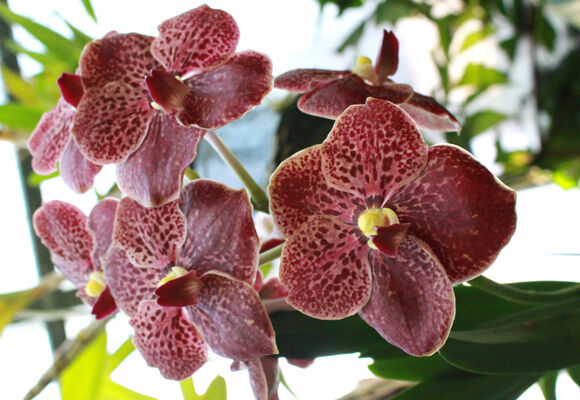 Výstava orchidejí na Kačině