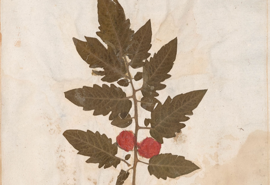 Lilek rajče ⁕ Solanum lycopersicus