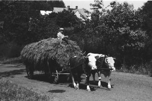 Kravský potah Josefa Hruzíka, rok 1967. Archiv Dušana Pály