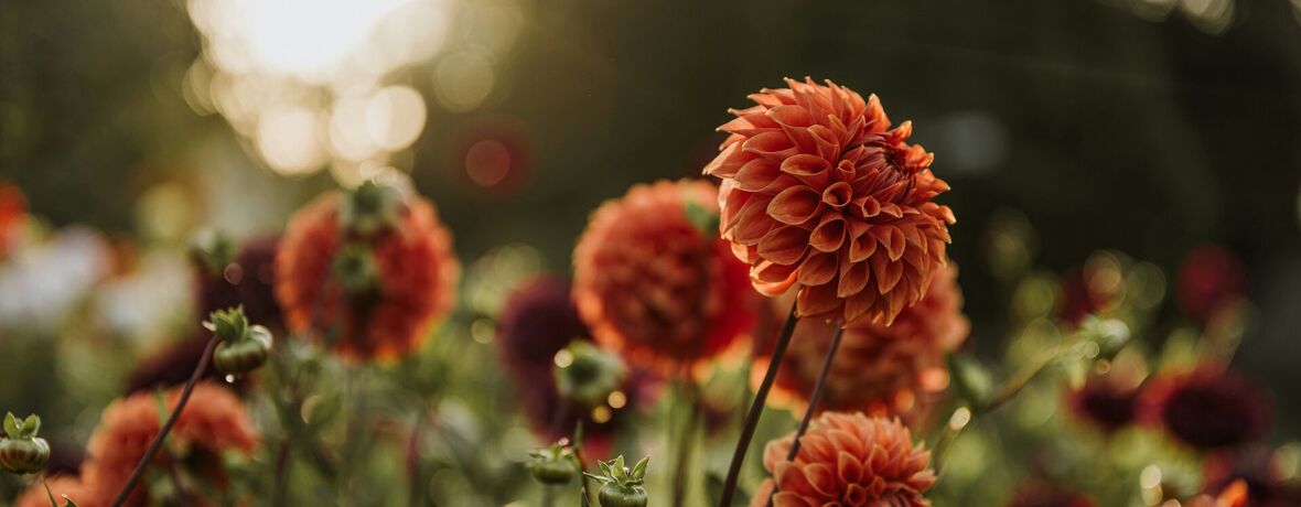 Muzeum kvete / Fuchsie a plody podzimu