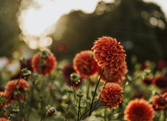 Muzeum kvete / Fuchsie a plody podzimu