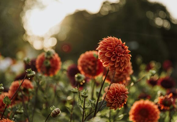 Muzeum kvete / Fuchsie a plody podzimu