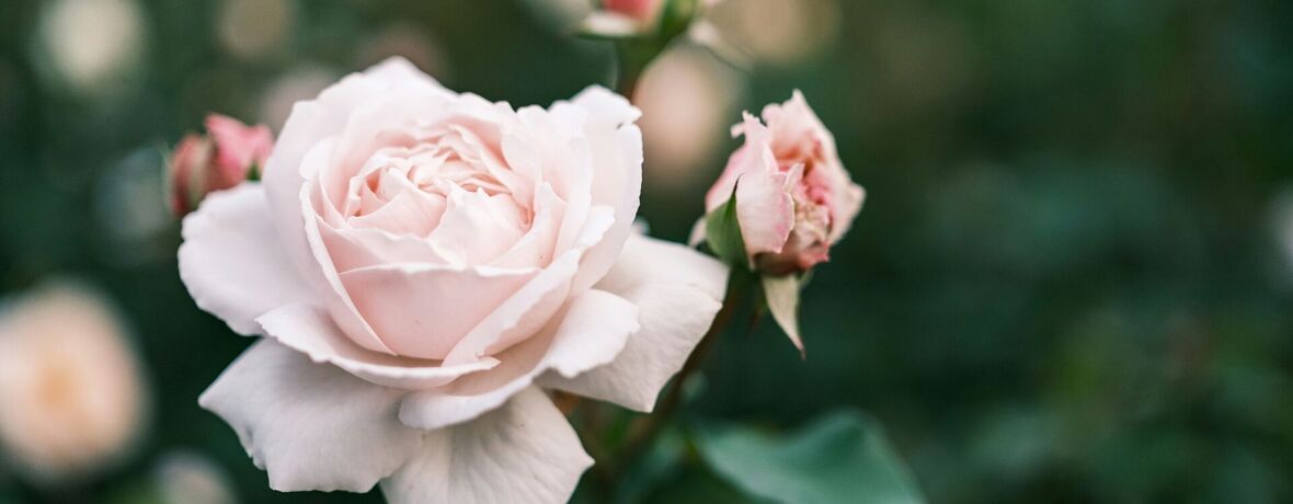 Muzeum kvete / Růže