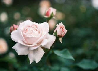 Muzeum kvete / Růže