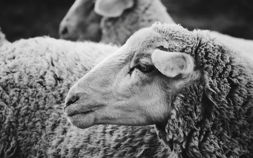 OSTRAVA Wool Fest 27. a 28. února. Chovatelé, zpracovatelé, tvůrci, prodejci i milovníci ovčí vlny na jednom místě. 