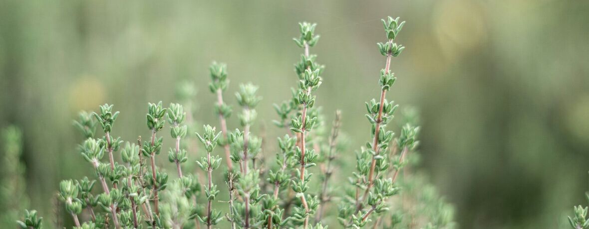 Muzeum kvete / Bylinky