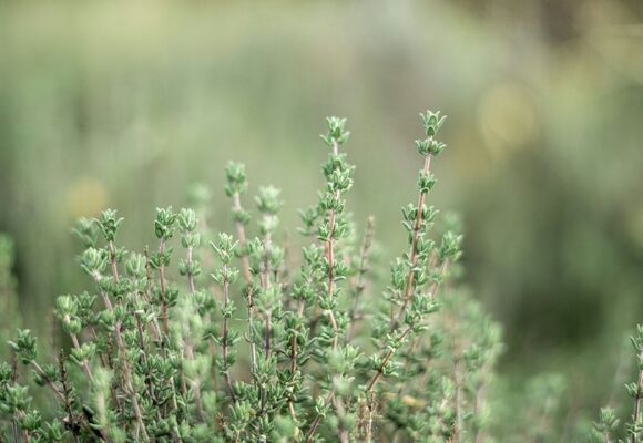 Muzeum kvete / Bylinky