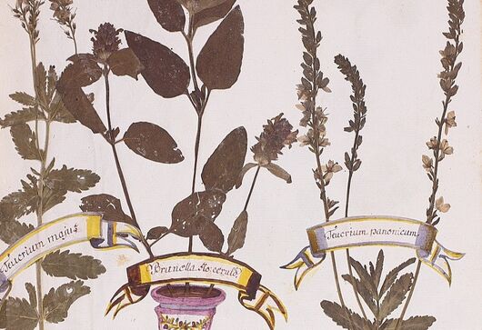 Ožanka kalamandra ⁕ Teucrium chamaedrys