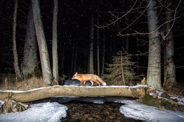 Bystrouška, foto Vladimír Čech ml.