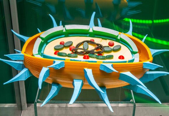 Fotosyntéza – komentovaná prohlídka