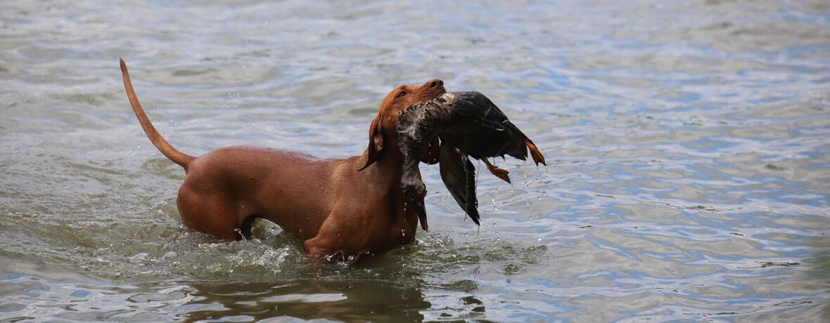 Národní zemědělské muzeum Ohrada zahajuje sezónu výstavou o dějinách soužití člověka a psa. TISKOVÁ ZPRÁVA