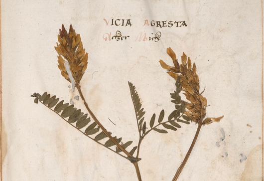 Kozinec cizrnovitý ⁕ Astragalus cf. cicer