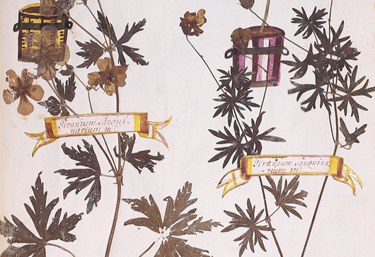 Kakost krvavý ⁕ Geranium sanguineum
