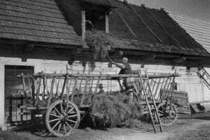 Skládání sena pod střechu, autor L. Baran, cca 1949. Sbírka NZM