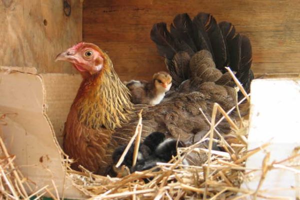 Drůbež v Čechách po druhé světové válce – přednáška